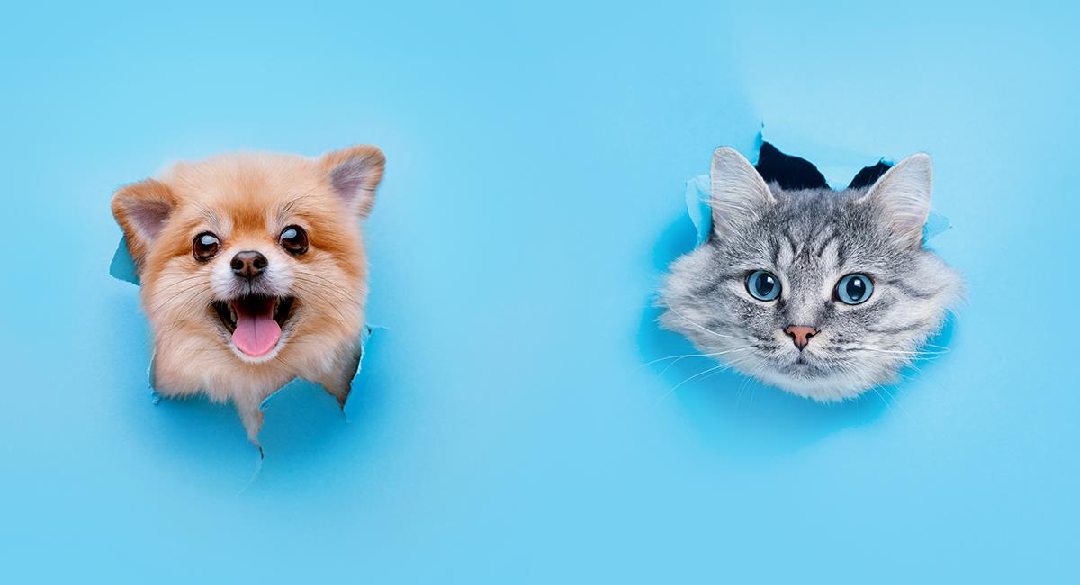 Diferencias de personalidad entre los dueños de gatos y perros. Foto: Shutterstock