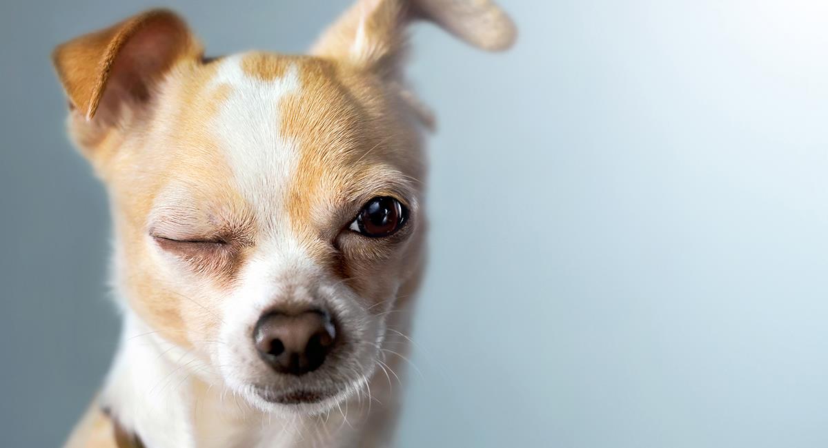 Mascotas traviesas: Mujer dejó solo a su perro y jamás imaginó lo que haría. Foto: Shutterstock