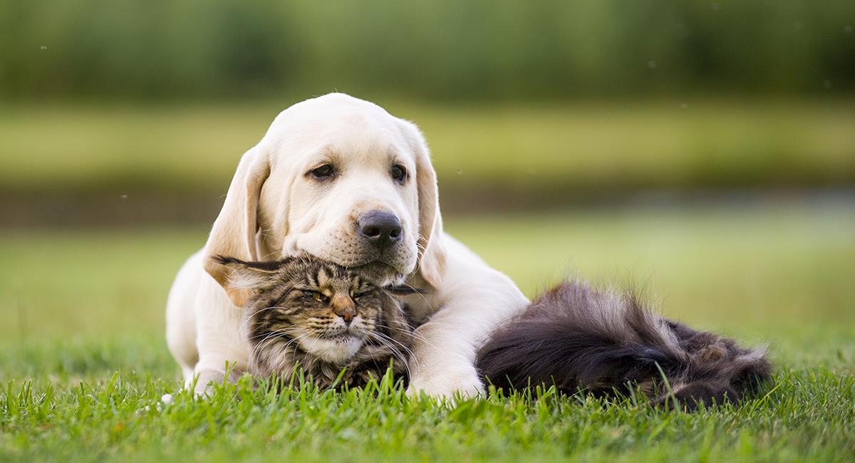 Perro intentó reanimar a un gato que fue atropellado. Foto: Shutterstock