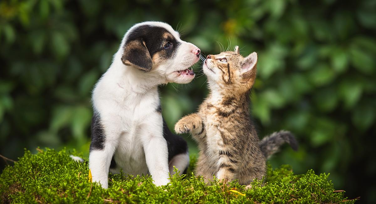 Divertida escena: perro llama refuerzos para pelear contra un gato. Foto: Shutterstock