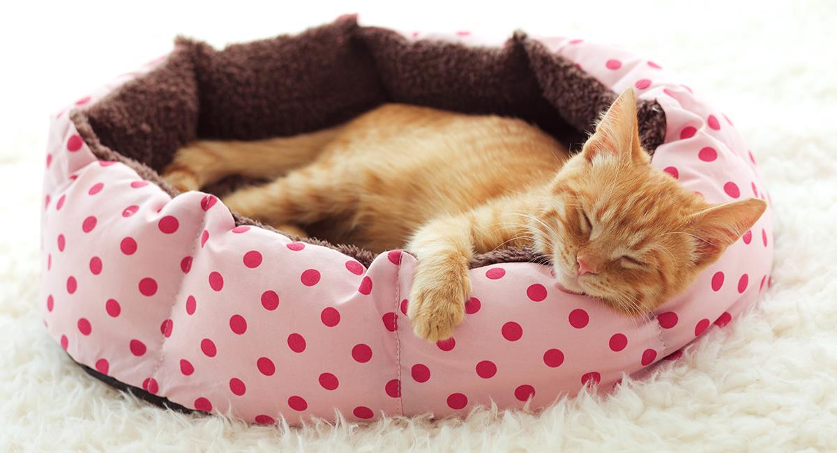 8 camas para gatos hechas en casa ¡gratis!