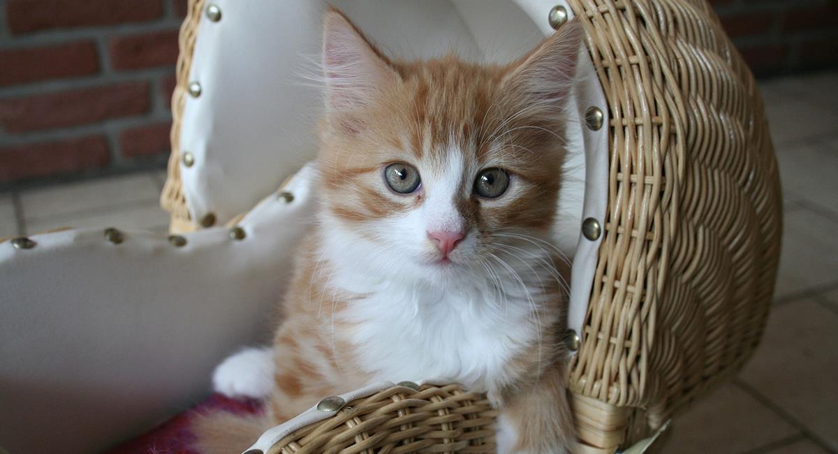 6 cosas asombrosas que no conocías sobre los gatos. Foto: Pixabay