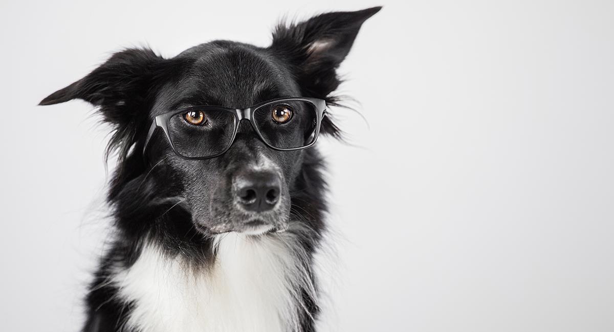 Curioso concurso busca al perro más inteligente del mundo. Foto: Shutterstock