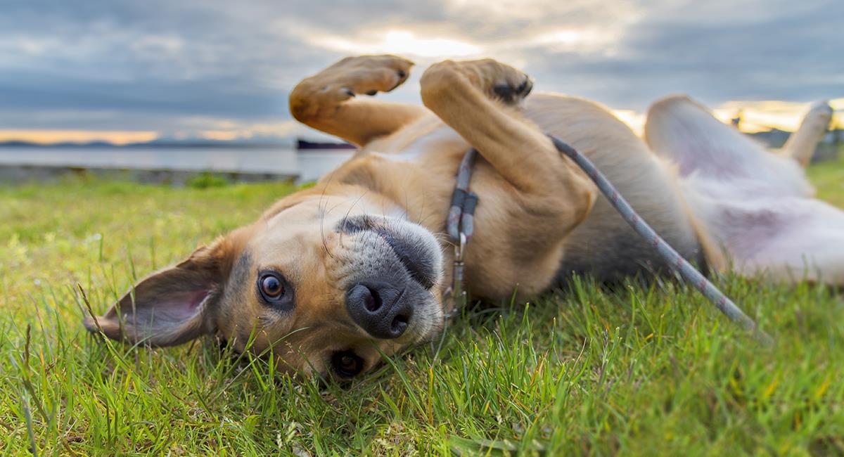 Perro enternece las redes sociales al tener amistades muy peculiares. Foto: Shutterstock