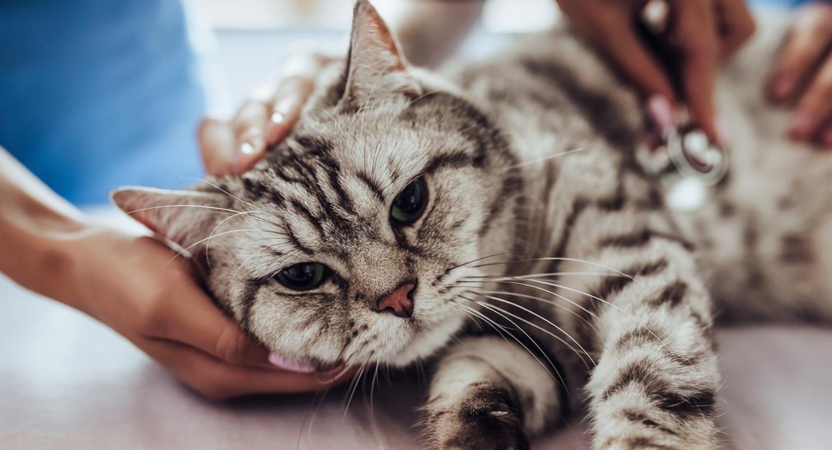 6 plantas que debes sacar ya de casa si tienes un gato como mascota. Foto: Shutterstock