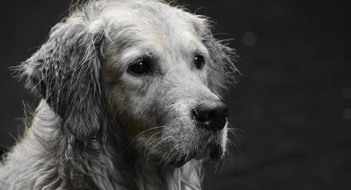 Difunden desgarradora imagen de un perro víctima de maltrato animal. Foto: Pixabay