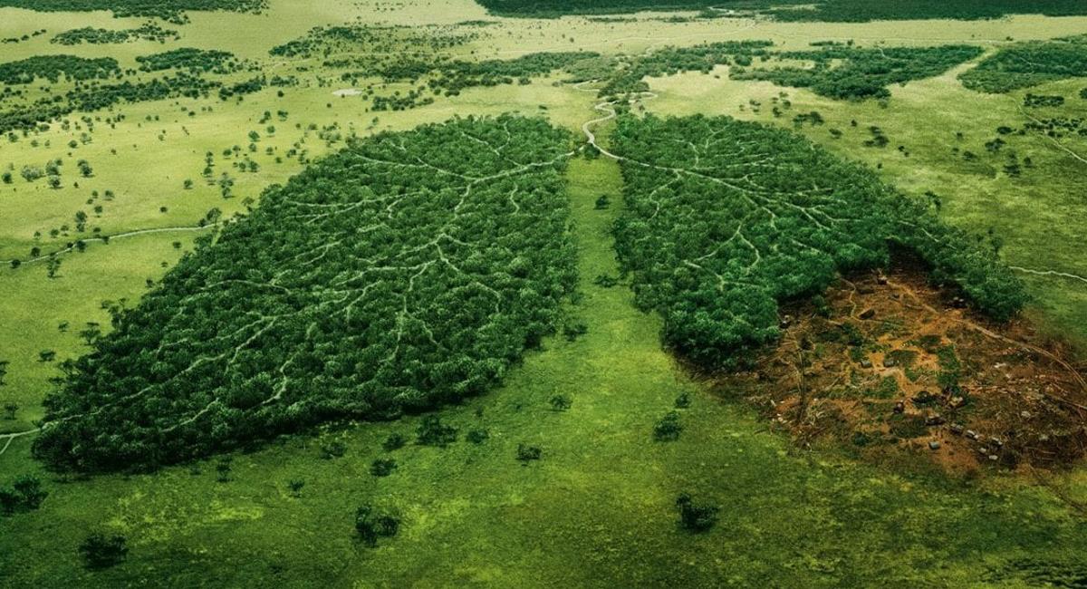 Colombia es uno de los países del mundo que más deforesta su territorio sin que se vislumbre solución. Foto: Facebook Deforestación En Colombia