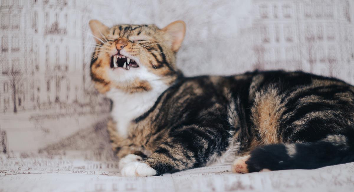 Gato se vuelve viral al aprender a hablar y maldecir a sus dueños. Foto: Pixabay