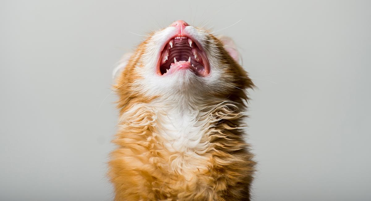 Crean aplicación que traduce los maullidos de los gatos. Foto: Shutterstock