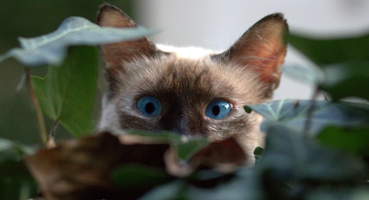 5 increíbles razones por las que tu gato siempre se esconde. Foto: Pixabay