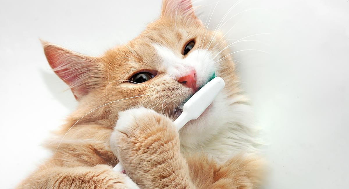 Sigue estos 6 sencillos consejos para cuidar la salud dental de tu gato. Foto: Shutterstock