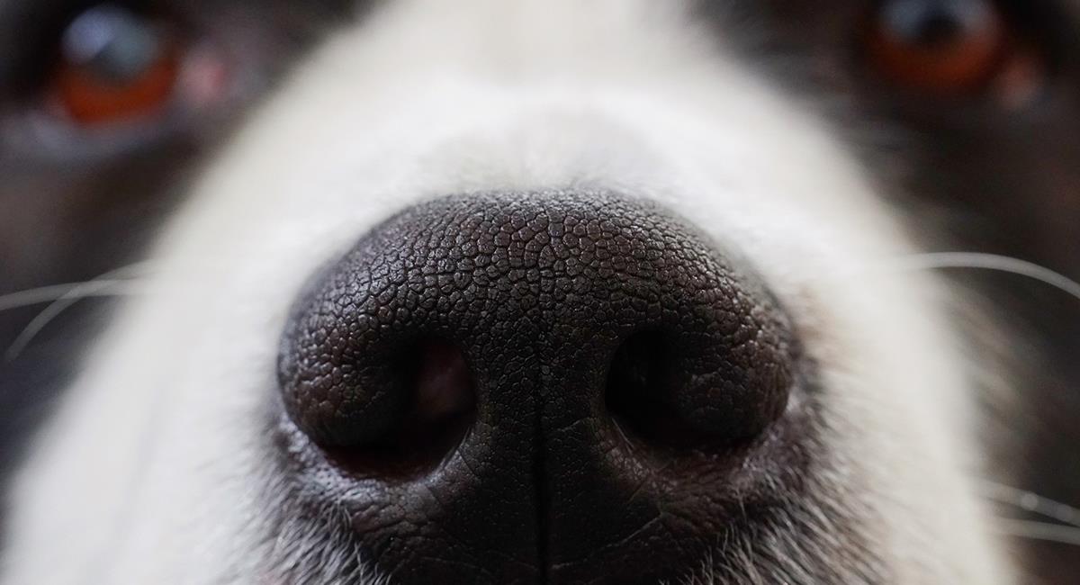 7 increíbles curiosidades sobre la nariz de tu perro que probablemente no conocías. Foto: Pixabay