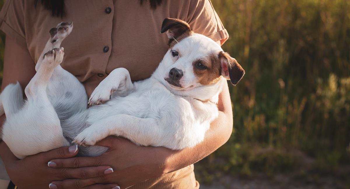 Conmovedor reencuentro entre un perro y su dueño después de 7 años. Foto: Pixabay