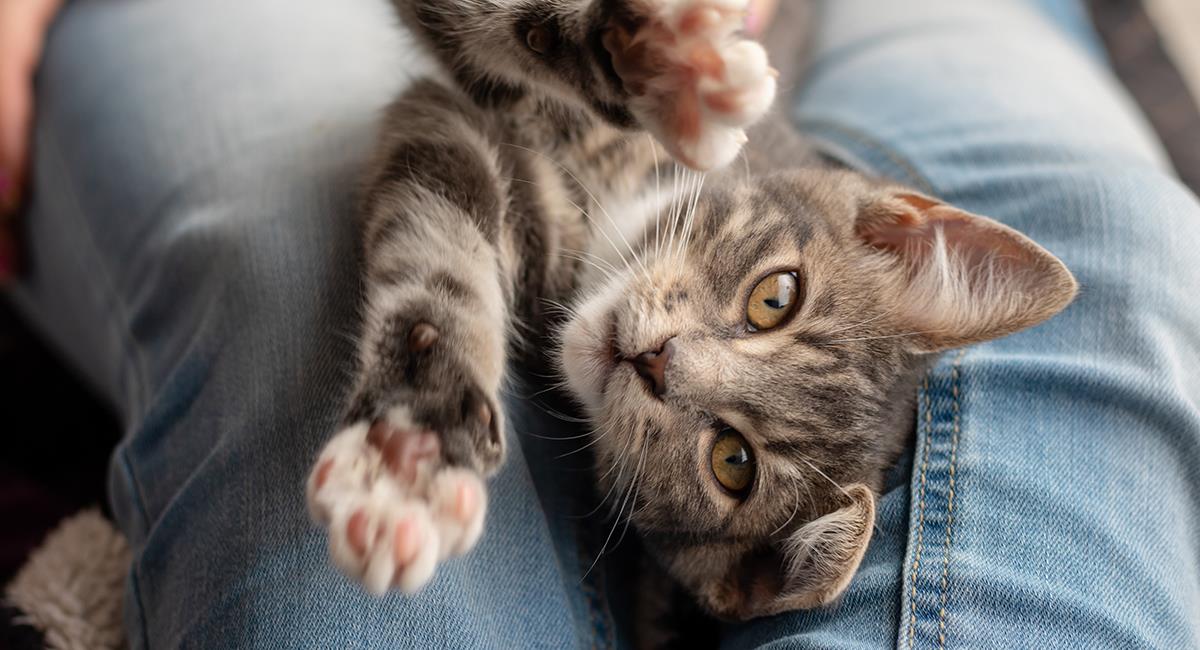 Amor gatuno: 5 formas en las que tu gato te demuestra que te quiere. Foto: Shutterstock