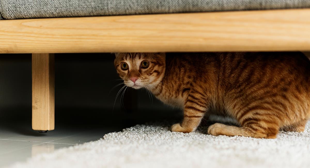 Trucos gatunos: así harás que tu gato sea más amable con las visitas. Foto: Shutterstock