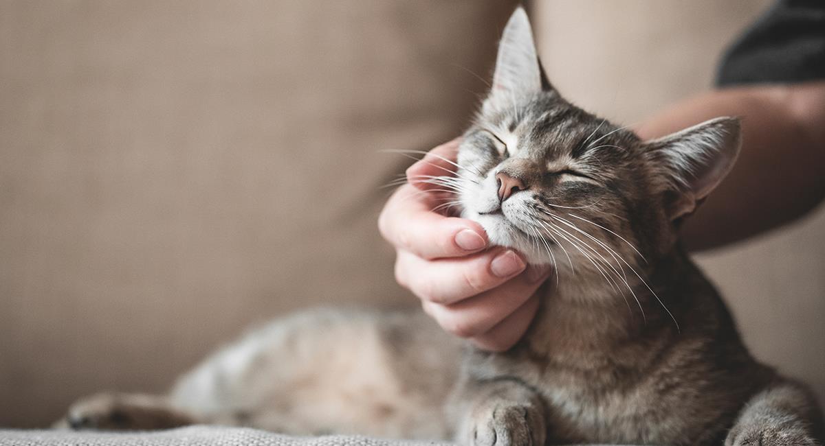 Conoce las 3 razas de gato más amorosas del mundo. Foto: Shutterstock