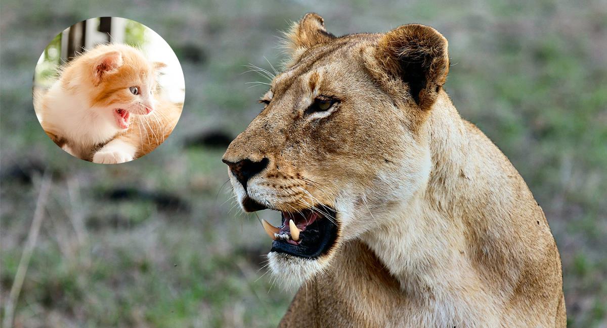 Gato se llenó de valor y decidió desafiar a una leona. Foto: Pixabay
