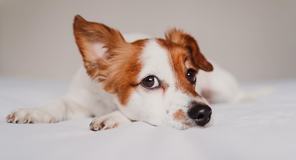 5 sencillos pasos para hacer que tu perro aprenda su nombre fácilmente. Foto: Shutterstock