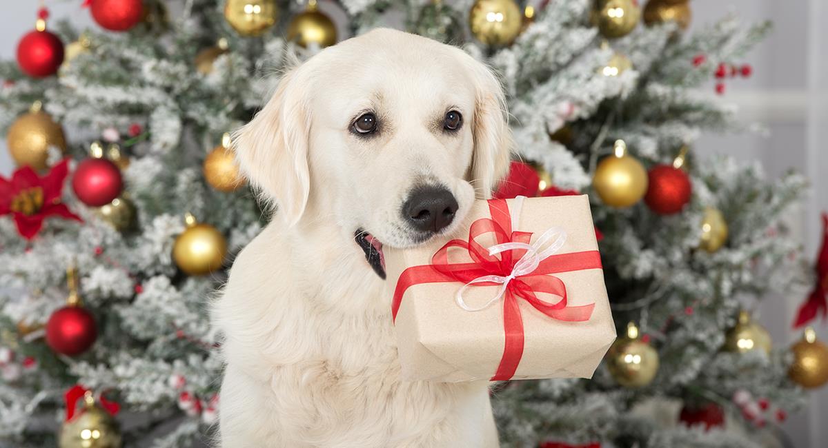 Los integrantes de cuatro patas también merecen un regalo esta Navidad. Foto: Shutterstock