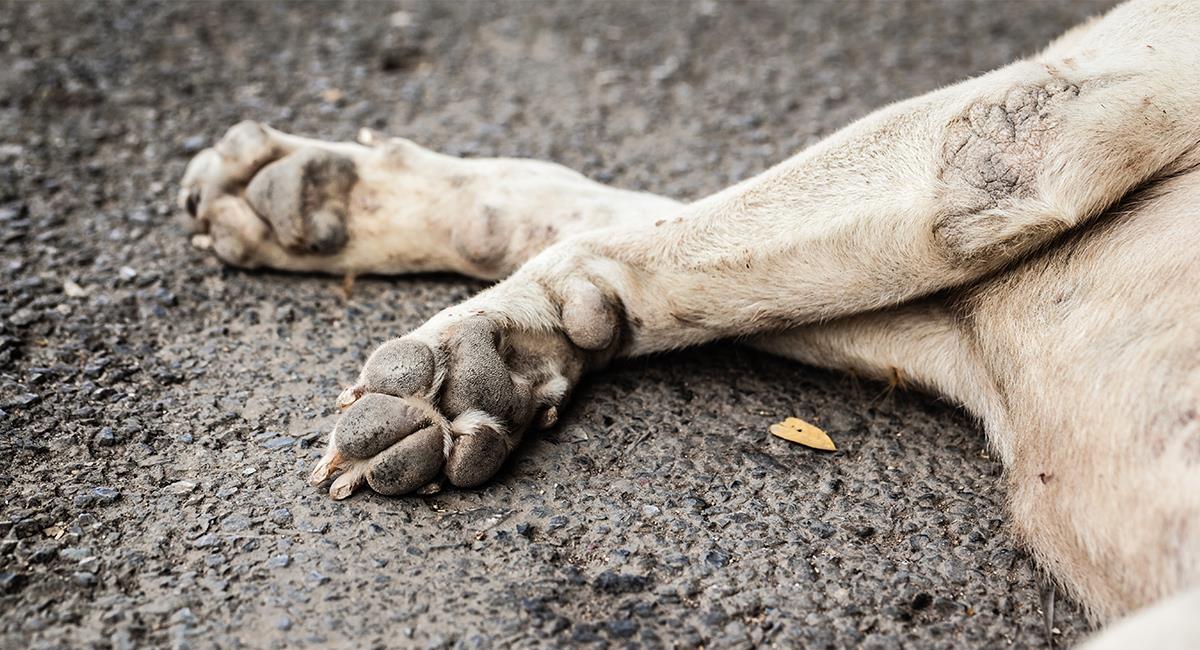 Conmoción por el hallazgo de casi 40 cadáveres de perros en Soacha. Foto: Shutterstock