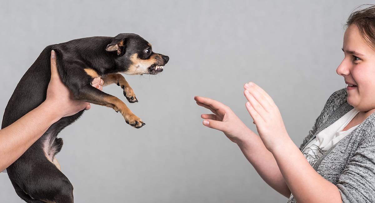 7 razas de perro que no se la llevan muy bien con los niños. Foto: Shutterstock