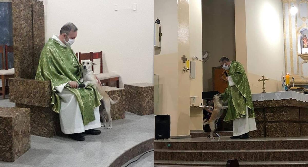 Perritos asisten a misa a la espera de ser adoptados. Foto: Instagram @padrejoaopaulo