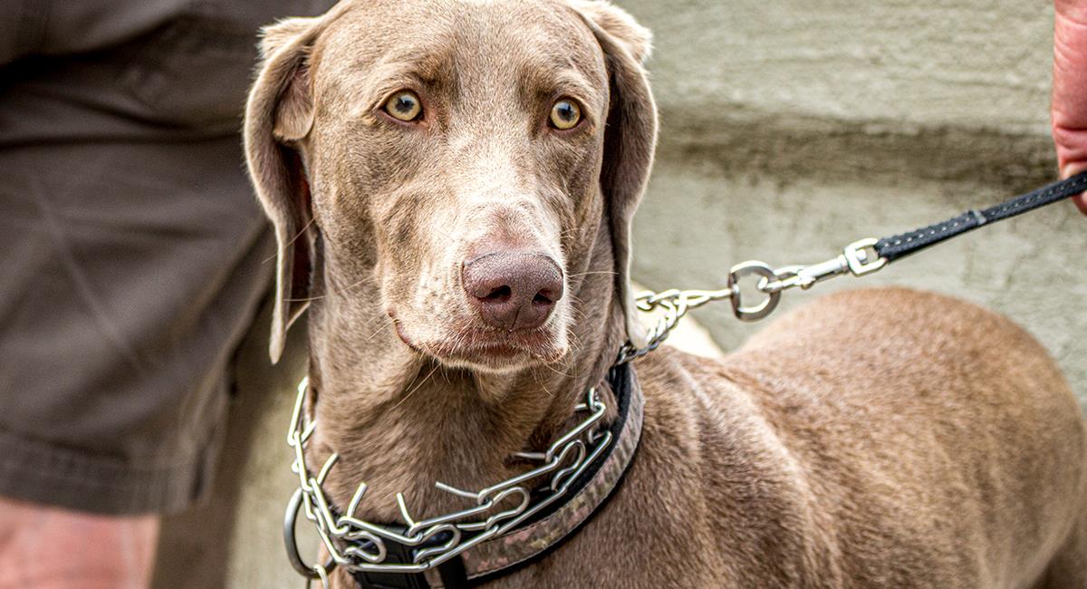 3 tipos de collares que jamás deberías comprarle a tu perro. Foto: Shutterstock