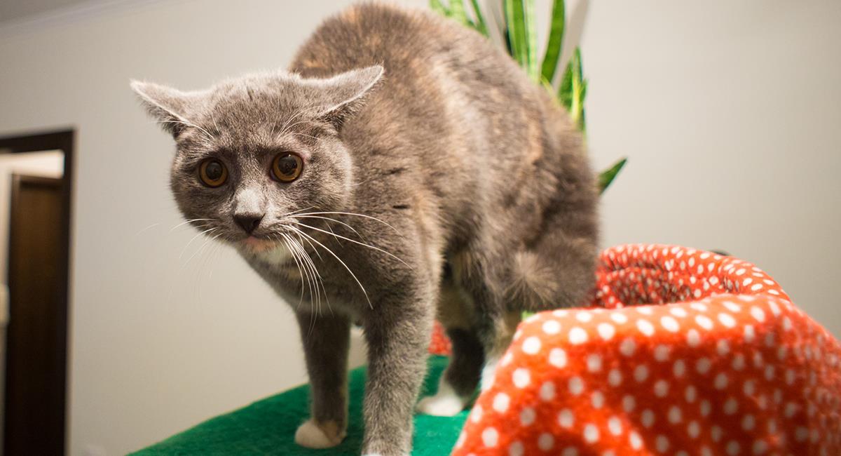 ¿Por qué tu gato le teme a la aspiradora? Esta y otras de sus fobias. Foto: Shutterstock