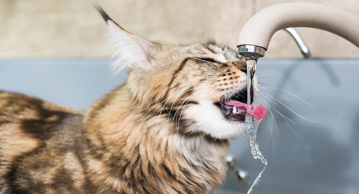 3 razones por las que tu gato prefiere beber agua de la llave. Foto: Shutterstock