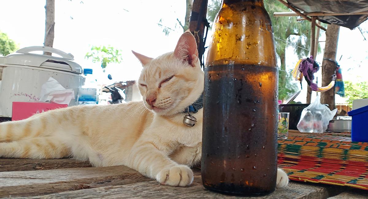 Video: conoce al habilidoso gato que abre botellas de cerveza con su boca. Foto: Shutterstock