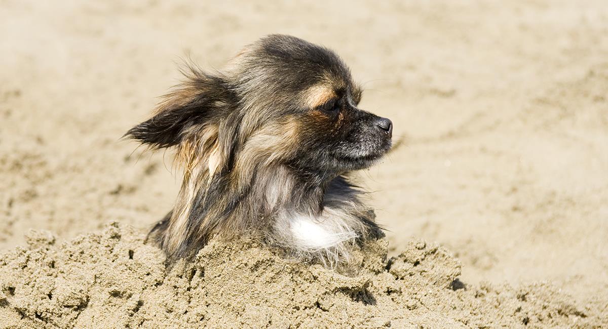 Encuentran perro que habría sido enterrado vivo por un veterinario. Foto: Shutterstock