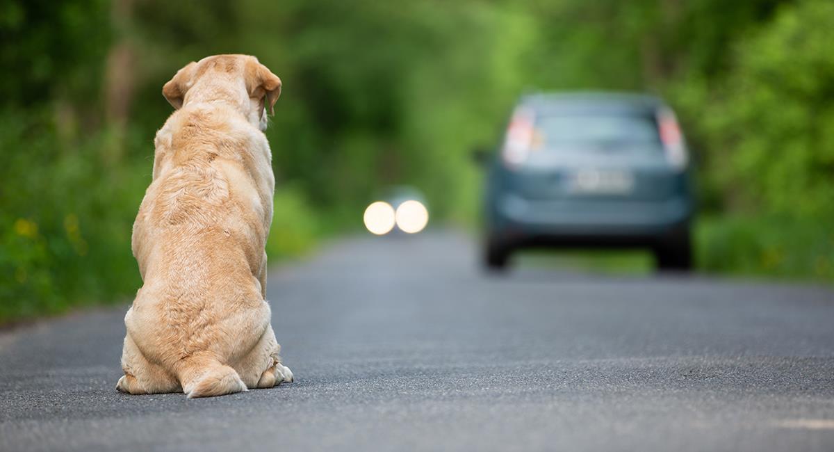 Hombre abandona en la calle a sus 2 perros y queda grabado. Foto: Shutterstock