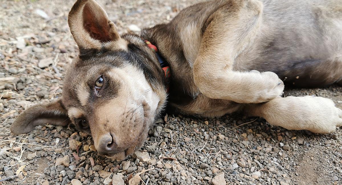 Denuncian envenenamiento masivo de perros en parques de Medellín. Foto: Shutterstock