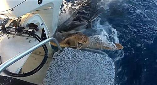 Una tortuga intentó subir a un bote para evitar el ataque de un tiburón