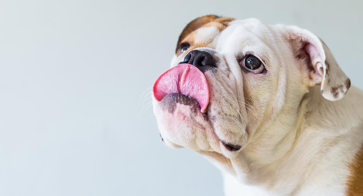 5 cosas sobre la lengua de tu perro que probablemente no conocías. Foto: Shutterstock