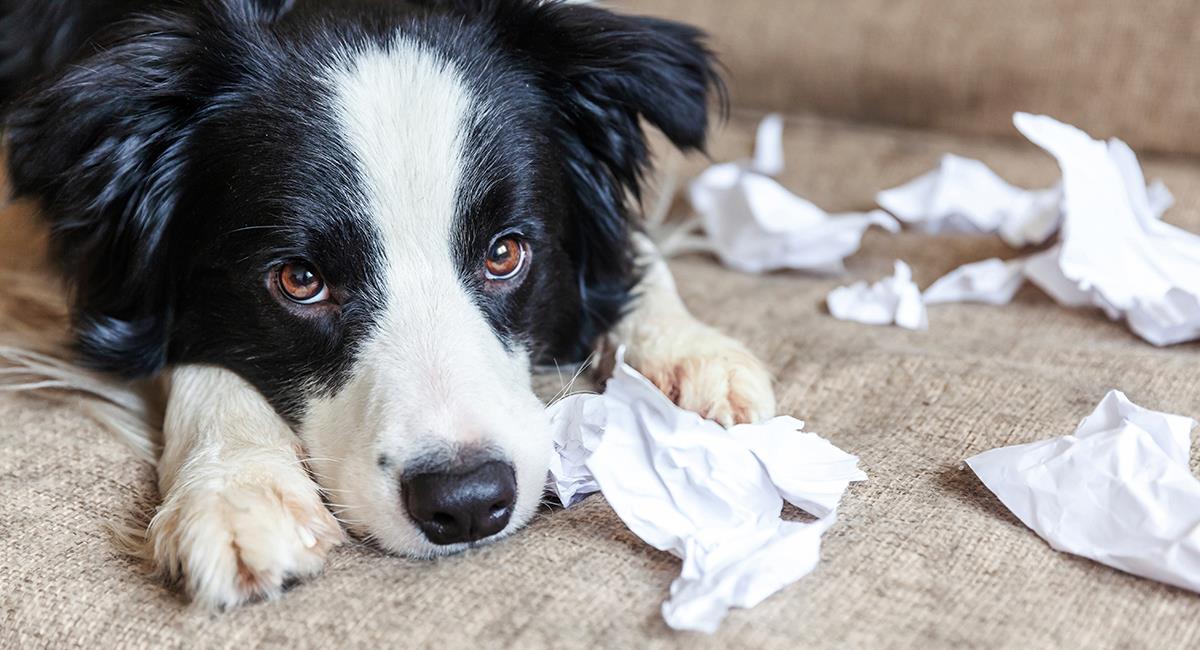 Estos son los 5 trastornos de conducta más comunes en un perro. Foto: Shutterstock