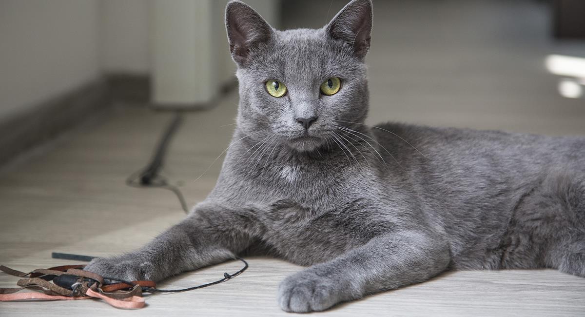 3 formas de entretener a tu gato si lo vas a dejar solo en casa. Foto: Pixabay