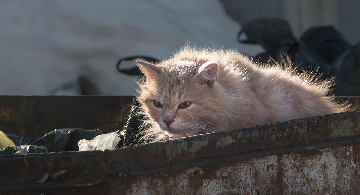 Impactante: hombre salva a un gato justo antes de ser triturado con la basura. Foto: Shutterstock