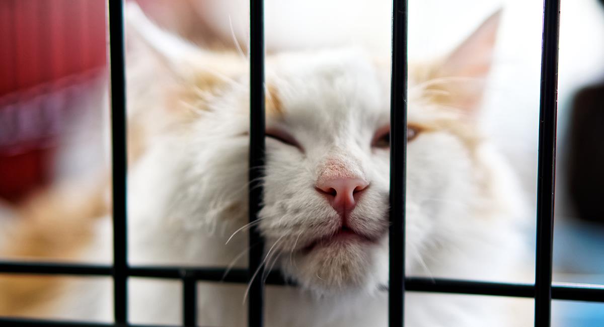 Chester: el problemático gato que ha pasado por 4 amos diferentes. Foto: Shutterstock