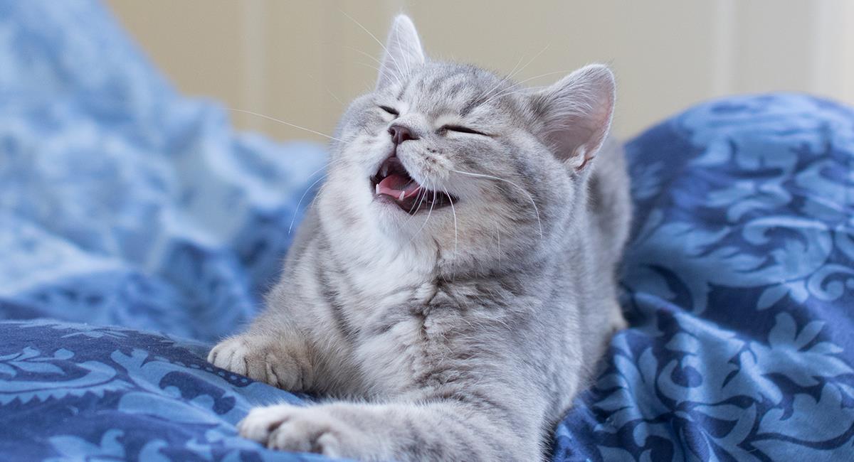 Este gato tiene una curiosa forma de llamar la atención de su dueña. Foto: Shutterstock