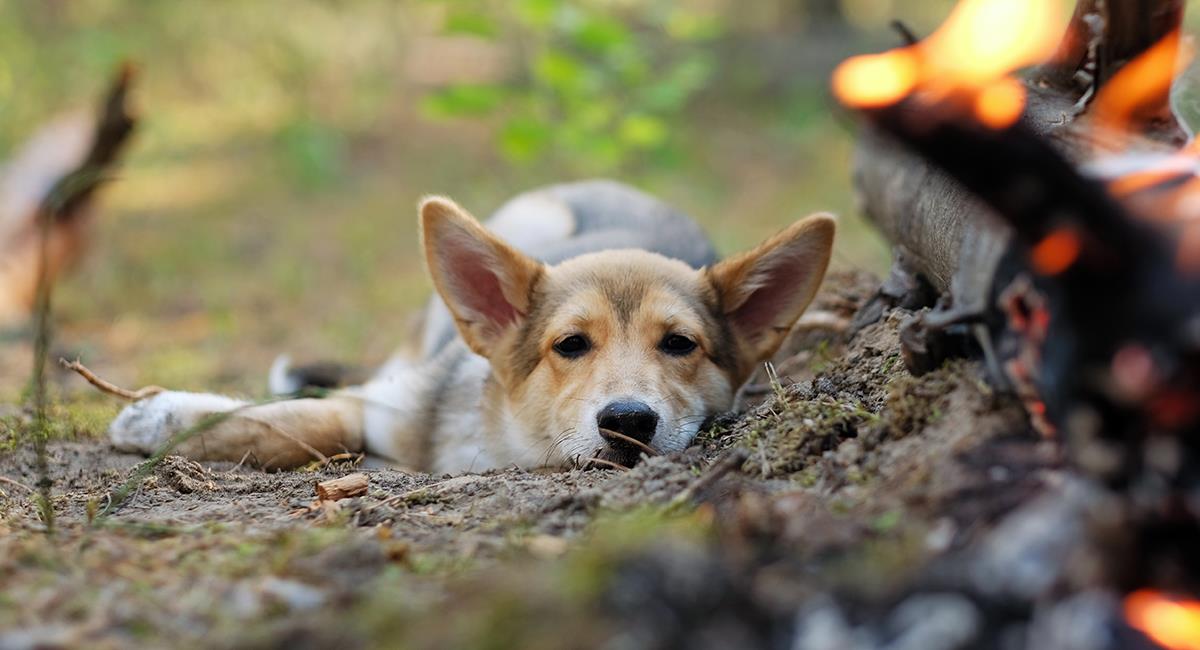 Hombre salvó a los animales de un refugio que se incendiaba. Foto: Shutterstock