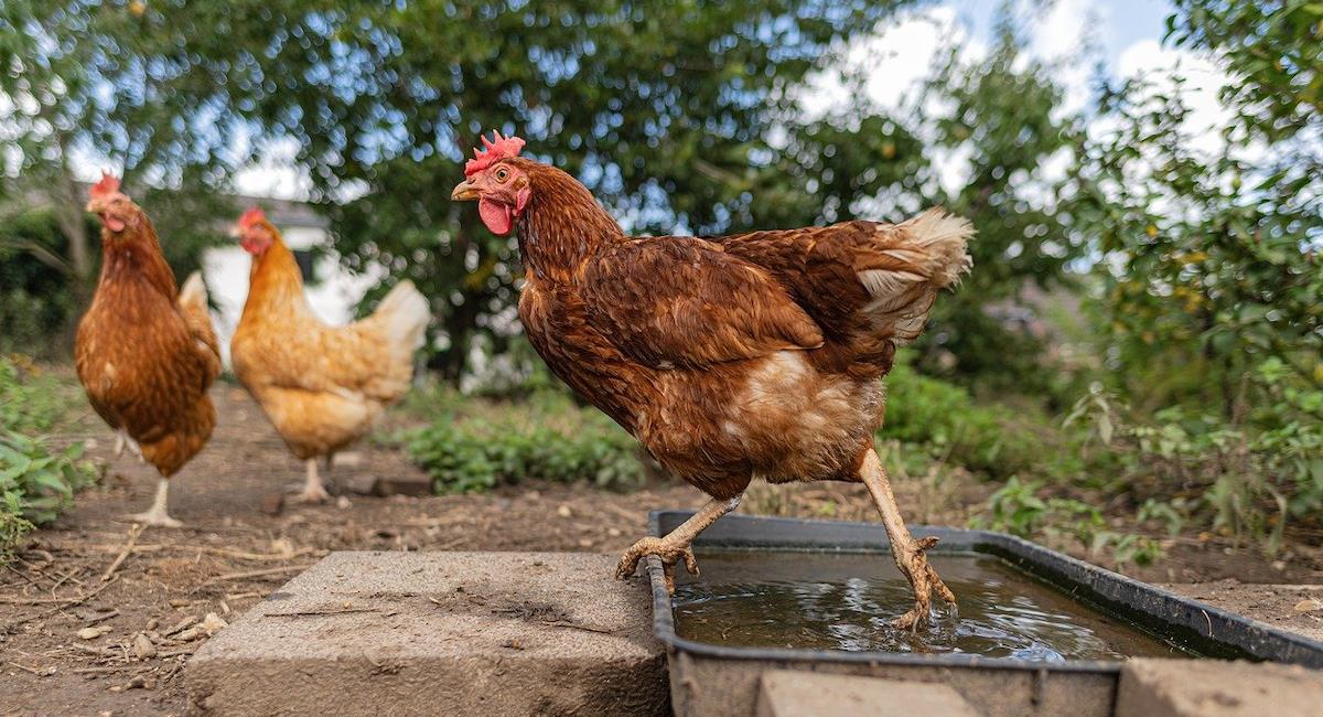 Roban más de 25 mil gallinas ponedoras. Foto: Pixabay