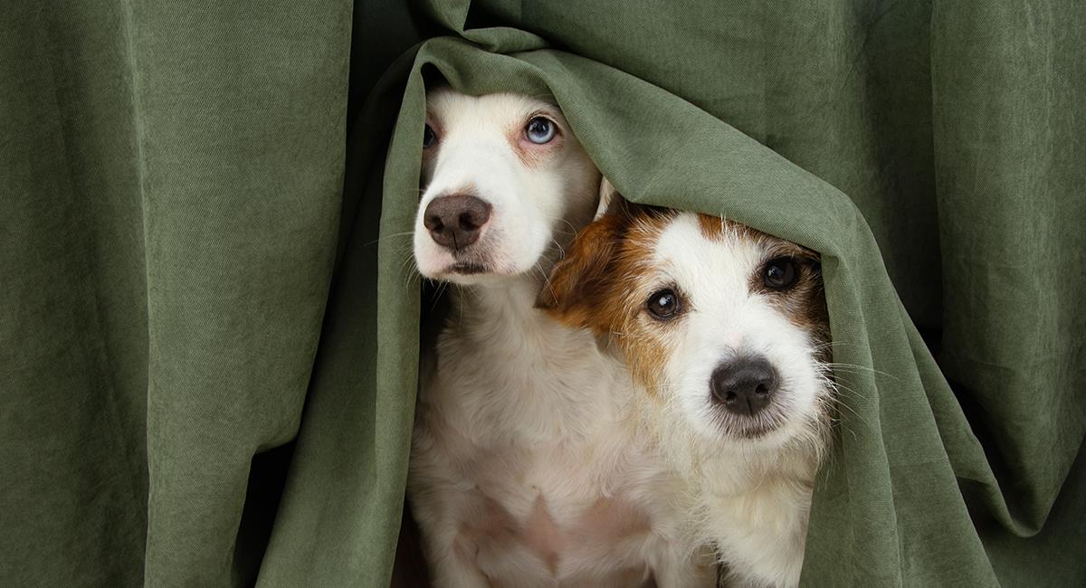 Conoce el método Tellington para proteger a tu mascota de la pólvora. Foto: Shutterstock