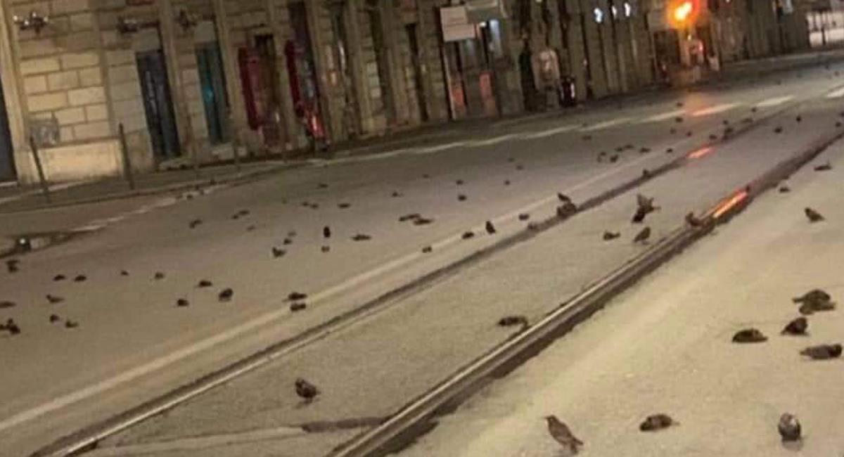 Centenares de pájaros muertos se encontraban sobre las calles de Roma luego de las celebraciones con pólvora durante la noche vieja. Foto: Twitter @ibonpereztv