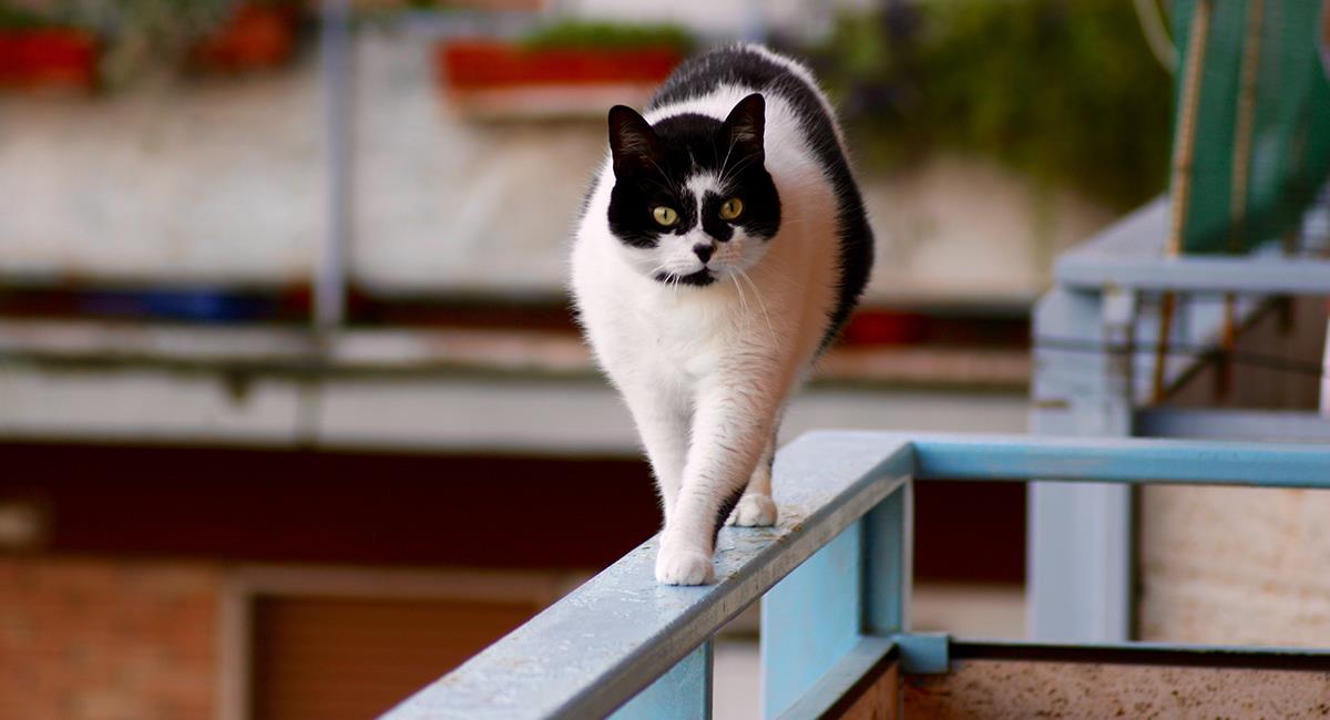 Esto es lo que debes hacer si tienes un gato y un balcón en casa. Foto: Shutterstock