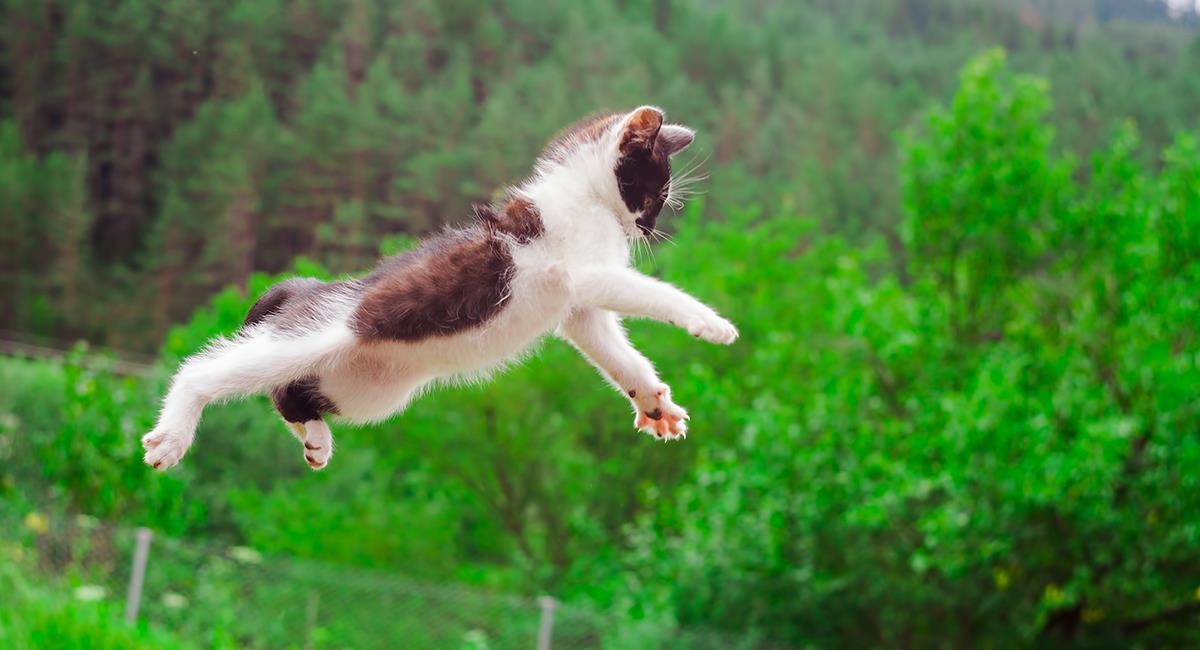 Indignante: joven lanza a un gato a un precipicio y baila entre risas. Foto: Shutterstock