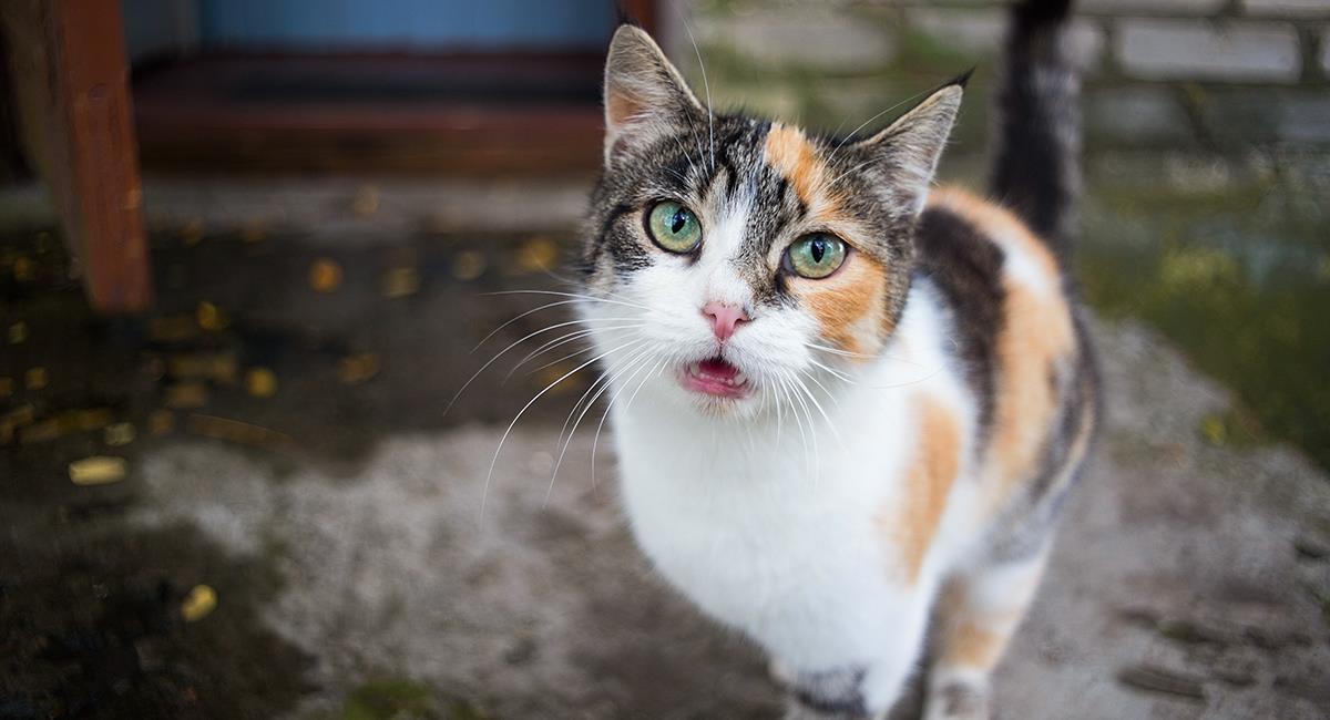 Así debes corregir a tu gato en cada una de sus travesuras. Foto: Shutterstock