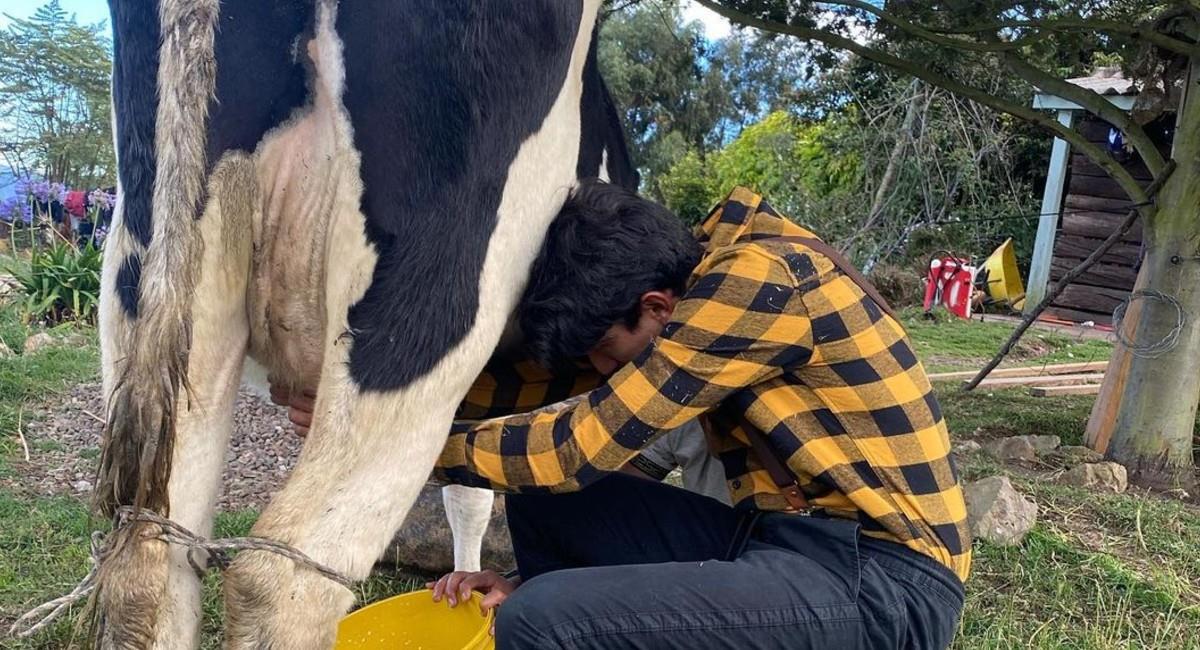 Egan Bernal ordeña una vaca en su tiempo libre. Foto: Instagram @eganbernal
