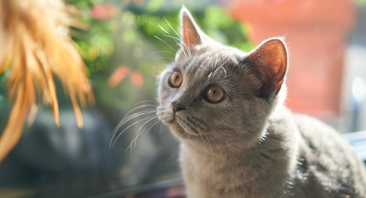 Entender a tu gato ahora podría ser mucho más fácil. Foto: Pixabay