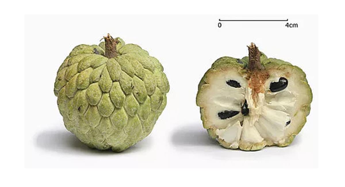 Las frutas exóticas de Colombia, tienen grandes propiedades nutricionales. Foto: Agenciadenoticias.unal.edu.co/